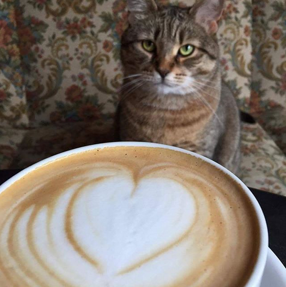 Café na Polônia com gatos Café na Polônia com gatos